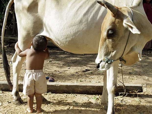 Um menino de 1 ano e oito meses mama nas tetas de uma vaca h cerca de dois meses na provncia de Siem Reap, no Camboja,