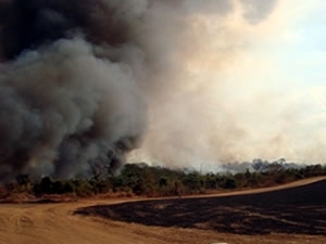 Fogo destruiu parte de lavoura em Sorriso, no norte de Mato Grosso.