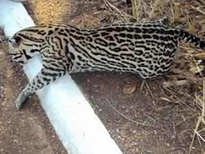 Jaguatirica  encontrada morta em estrada de MT