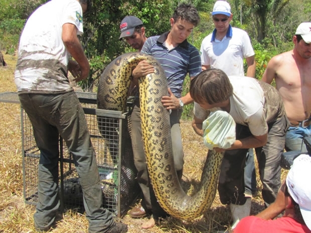 Foram necessrios oito homens para carregar o animal at a gaiola.