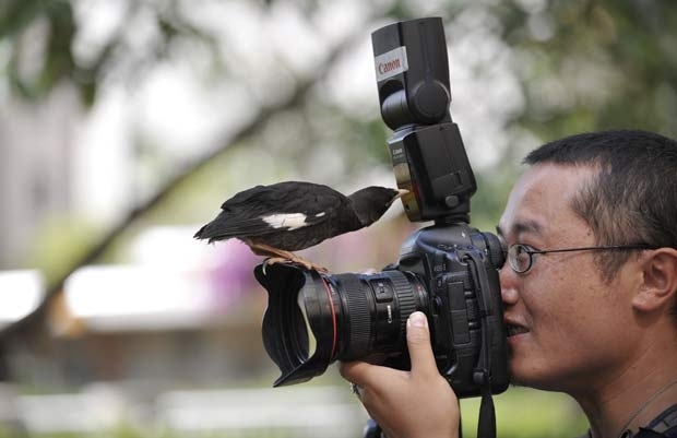 Pssaro de estimao sente uma estranha atrao por cmeras fotogrficas.