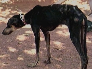 Em um ano e meio, trs animais foram sacrificados em Rondonpolis.