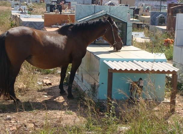 Cavalo percorre sete quadras at o cemitrio onde antigo dono est enterrado.