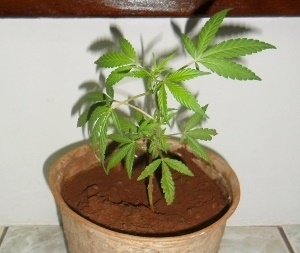 P de maconha estava sendo cultivado em vaso