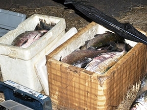 Peixe apreendido foi doado pelo Ibama  Apae em Sinop.