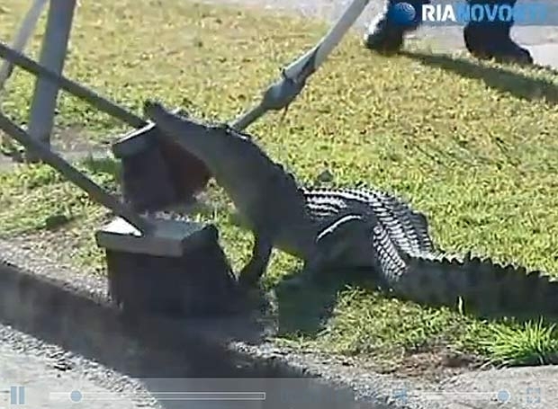 Crocodilo foi capturado em rua movimentada de Cairns.