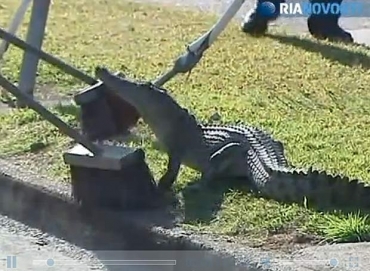 Crocodilo foi capturado em rua movimentada de Cairns. 