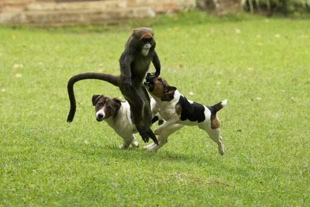 Macaco brinca com ces em Kitale.