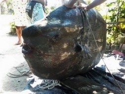 Peixe-lua foi encontrado em praia de Bertioga, no litoral de SP