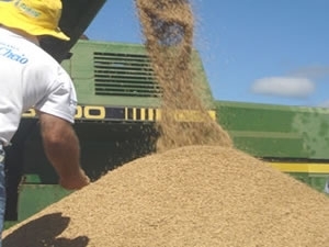 Produo de arroz em Mato Grosso teve aumento de 5,8% na safra passada