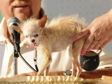 O concurso do cachorro mais feio do mundo foi vencido pela belssima Yoda, uma vira-latas de menos de 1kg