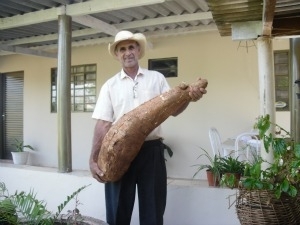 Produtor rural com a mandioca gigante