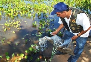 Peixes so soltos nos rios do Pantanal