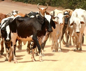 Mato Grosso tem o maior rebanho do pas