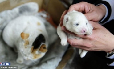 Cara de cachorro, focinho de cachorro, orelha de cachorro... mas no  cachorro?