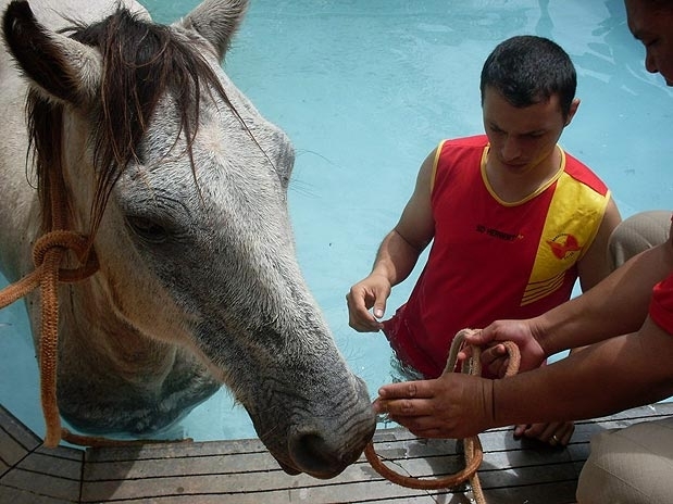 Os bombeiros foram chamados para retirar o cavalo da piscina