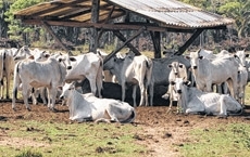 Depois da estiagem vieram as guas; pragas se alastraram no pasto reduzindo a oferta de alimento 