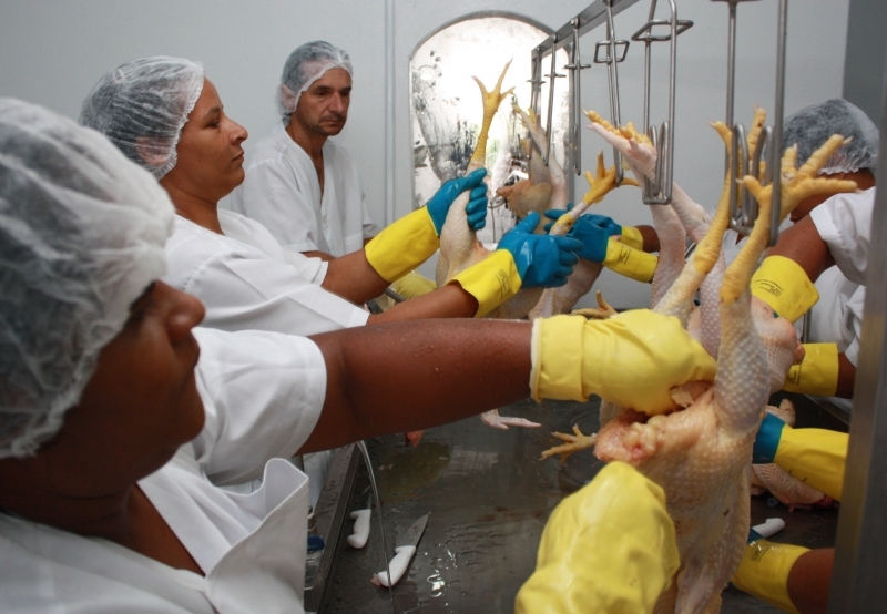 O frango  abatido obedecendo todas as normas de higiene e recebe um selo de inspeo sanitria municipal.