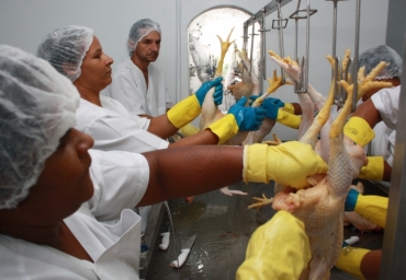  O frango  abatido obedecendo todas as normas de higiene e recebe um selo de inspeo sanitria municipal.