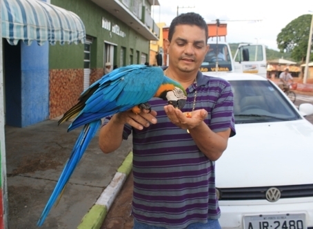 Arara se alimenta nas mos do empresrio Sebastio Rondon Neto.