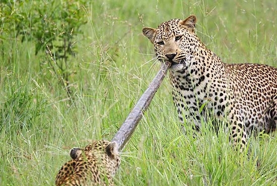 Fotgrafo americano registrou dois leopardos disputando uma cobra