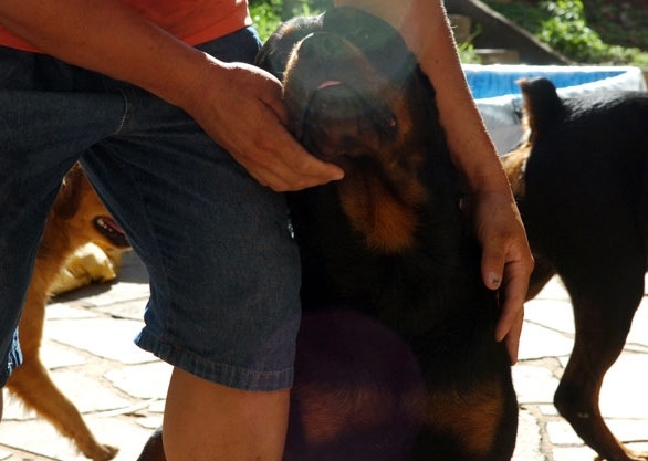 Ces dominaram um ladro no quintal da casa durante uma tentativa de furto, neste domingo