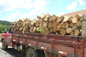 Caminho carregado com madeira nativa foi apreendido em SC