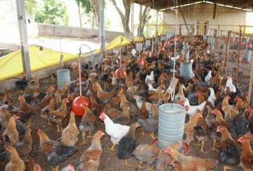 At agora esto sendo construdos 8 avirios com capacidade para 500 frangos por lote.