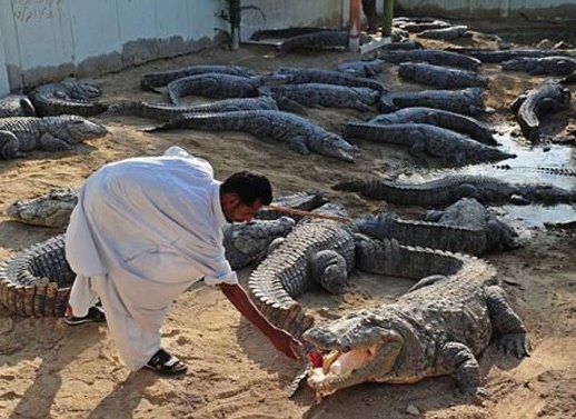 Tratador alimenta crocodilo na boca