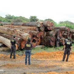 Delegado estima que prejuzo  reserva seja de ao menos R$ 2 mi em madeira extrada irregularmente