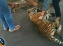 Filhote de tigre escapa de casa em Belo Horizonte