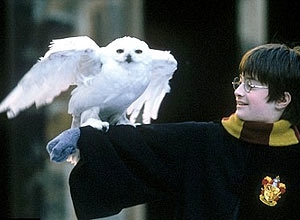 Harry Potter  culpado por extino de corujas na ndia