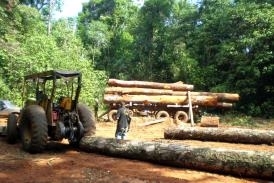 Polcia Civil intensifica investigaes contra crimes ambientais no Norto de Mato Grosso