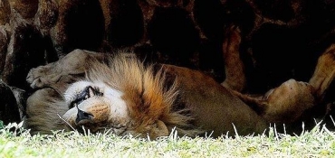 Mesmo sendo um animal da seca savana africana, o leo precisa de uma sombra e gua para se refrescar 