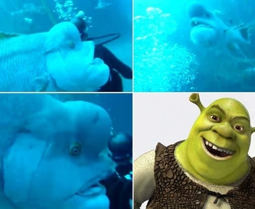 Peixe ganhou apelido de Shrek.