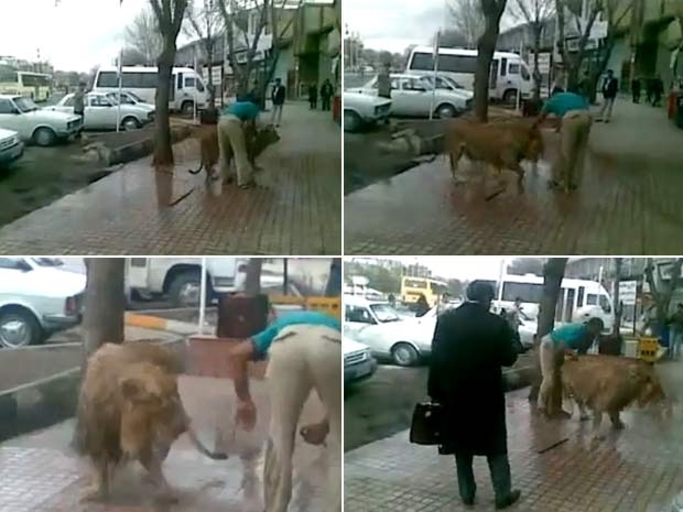 Vdeo mostra homem dando banho em um leo de estimao.