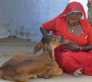 Chouthi Bai amamenta um bezerro na ndia.