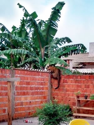 Ona pulou muros e foi trancada em uma casa.