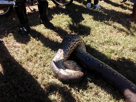 Sucuri medindo quase cinco metros  encontrada agonizando no Lago Azul em Barra do Bugres